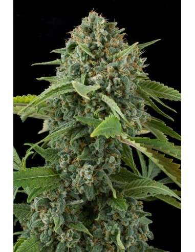 DINAFEM - White Widow Autoflowering - 5