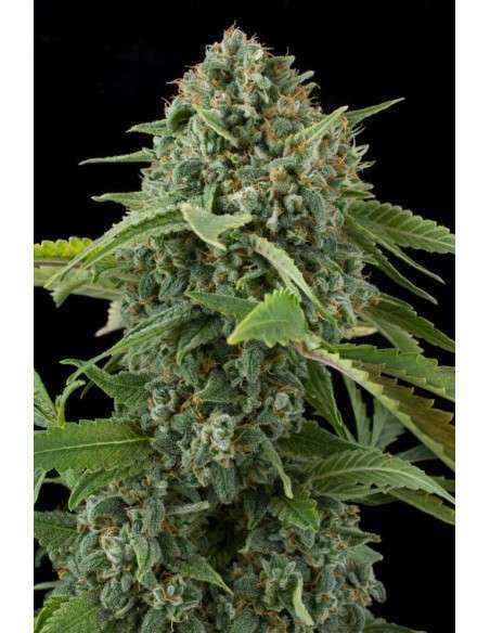 DINAFEM - White Widow Autoflowering - 5