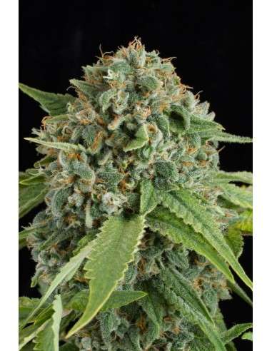 DINAFEM - White Widow Autoflowering - 6