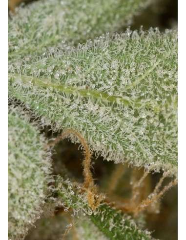 DINAFEM - White Widow Autoflowering - 7