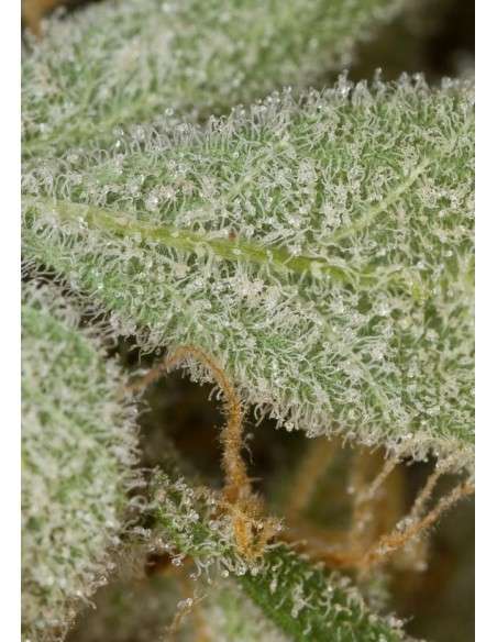 DINAFEM - White Widow Autoflowering - 7