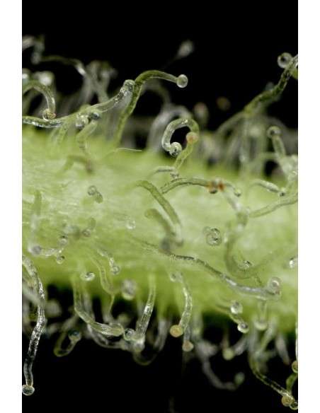 DINAFEM - White Widow Autoflowering - 8