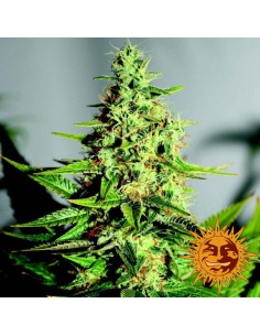 BARNEY’S FARM - Acapulco Gold - 1