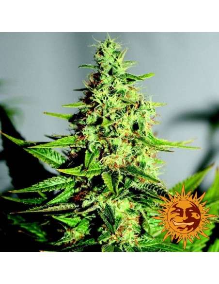 BARNEY’S FARM - Acapulco Gold - 1