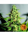 BARNEY’S FARM - Acapulco Gold - 1