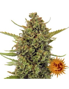 BARNEY’S FARM - Acapulco Gold - 1 2