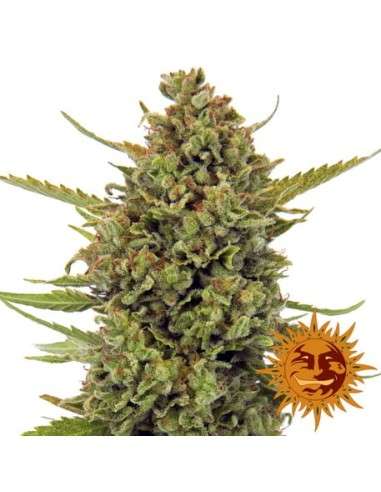 BARNEY’S FARM - Acapulco Gold - 2