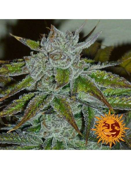 BARNEY’S FARM - Acapulco Gold - 3