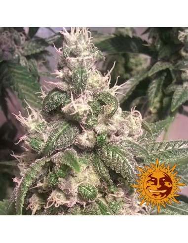 BARNEY’S FARM - Acapulco Gold - 4