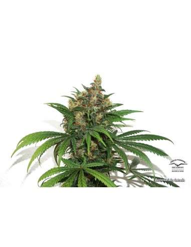 DUTCH PASSION - Master Kush - 15