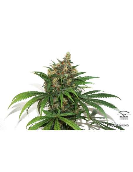 DUTCH PASSION - Master Kush - 15