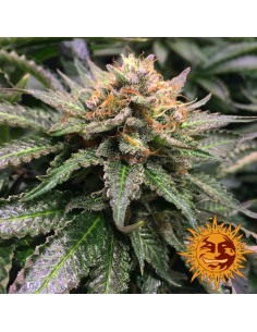 BARNEY’S FARM - Amnesia Lemon - 1