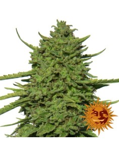 BARNEY’S FARM - Amnesia Lemon - 1 2