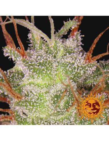 BARNEY’S FARM - Amnesia Lemon - 3