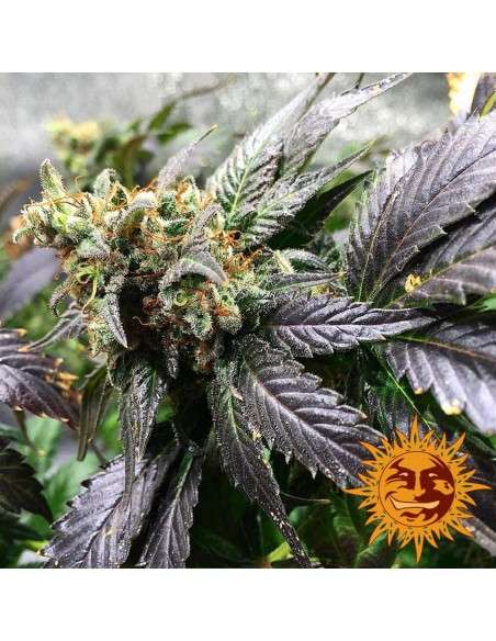 BARNEY’S FARM - Amnesia Lemon - 4