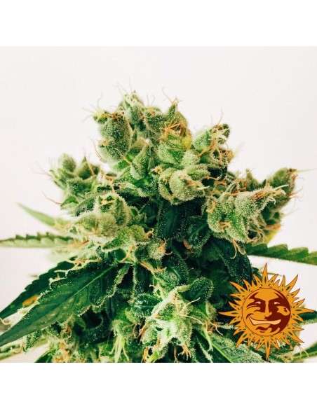 BARNEY’S FARM - Amnesia Lemon - 5