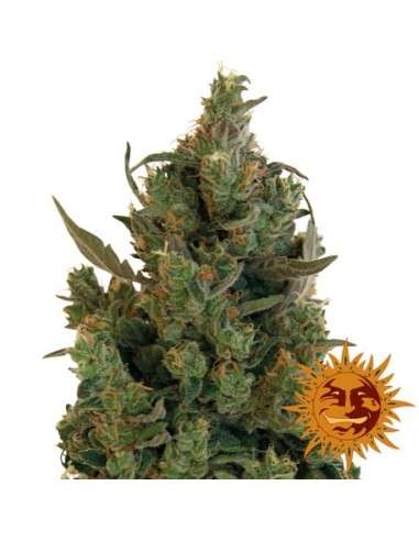 BARNEY’S FARM - Blueberry Cheese - 1