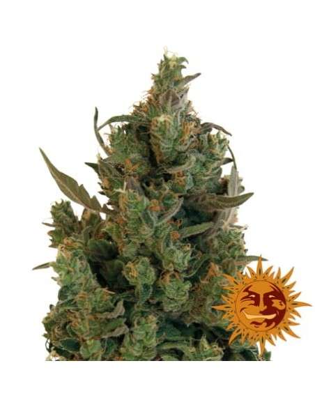 BARNEY’S FARM - Blueberry Cheese - 1