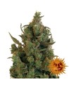BARNEY’S FARM - Blueberry Cheese - 1