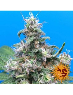 BARNEY’S FARM - Blueberry Cheese - 1 2