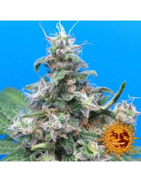 BARNEY’S FARM - Blueberry Cheese - 2