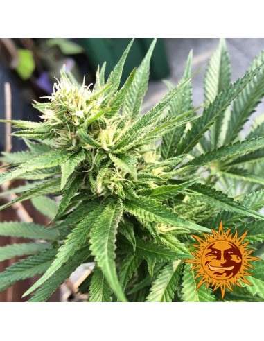 BARNEY’S FARM - Blueberry Cheese - 3