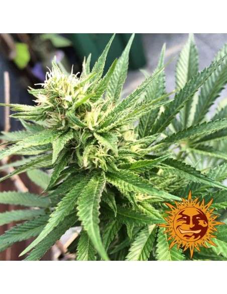 BARNEY’S FARM - Blueberry Cheese - 3
