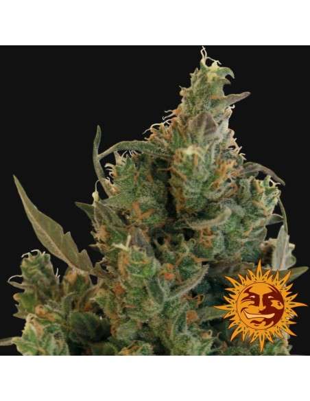 BARNEY’S FARM - Blueberry Cheese - 4