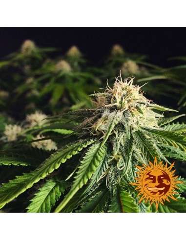 BARNEY’S FARM - Blueberry Cheese - 5