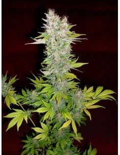 DUTCH PASSION - Mazar - 2 2