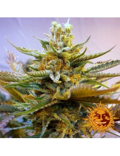 BARNEY’S FARM - G13 Haze - 1