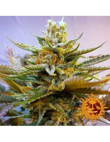 BARNEY’S FARM - G13 Haze - 1