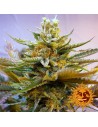 BARNEY’S FARM - G13 Haze - 1