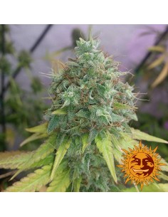 BARNEY’S FARM - G13 Haze - 1 2