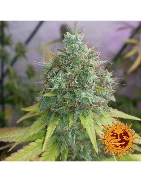 BARNEY’S FARM - G13 Haze - 2
