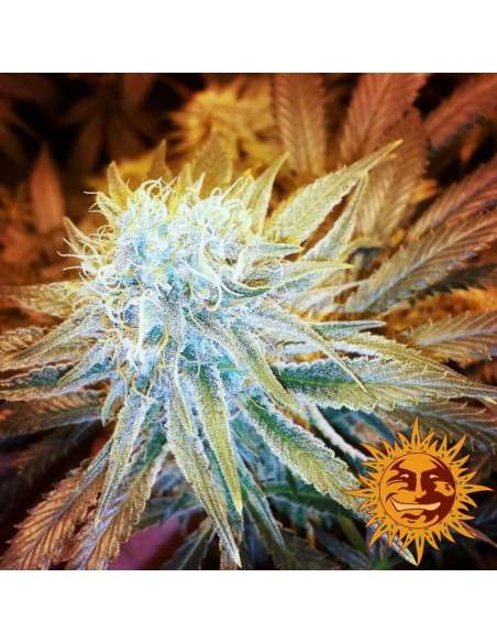 BARNEY’S FARM - G13 Haze - 3