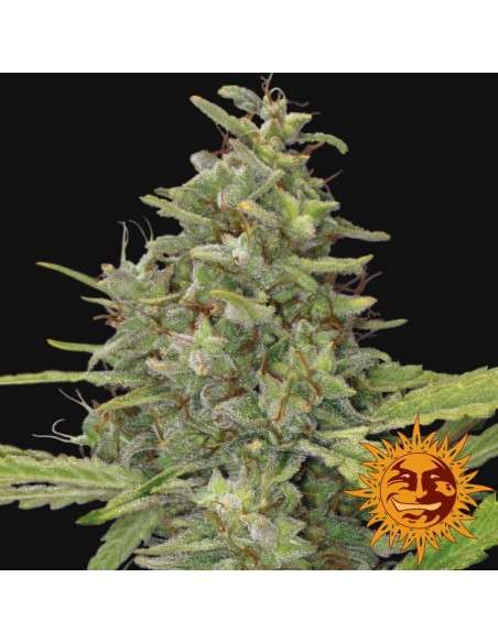 BARNEY’S FARM - G13 Haze - 4