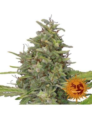 BARNEY’S FARM - G13 Haze - 5