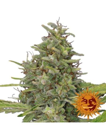 BARNEY’S FARM - G13 Haze - 5