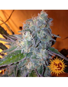 BARNEY’S FARM - Liberty Haze - 4 2