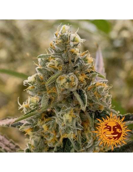 BARNEY’S FARM - Liberty Haze - 2