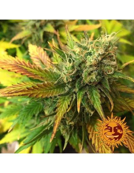 BARNEY’S FARM - Liberty Haze - 3