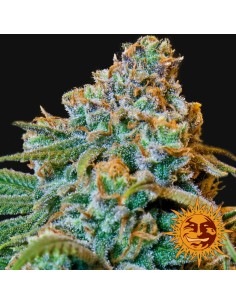 BARNEY’S FARM - Liberty Haze - 4