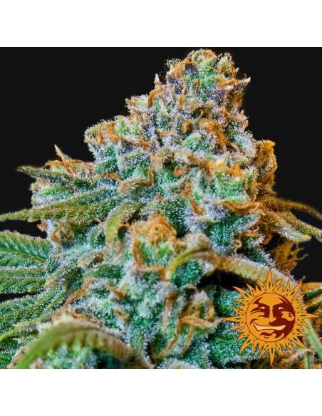 BARNEY’S FARM - Liberty Haze - 4