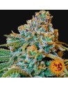 BARNEY’S FARM - Liberty Haze - 4