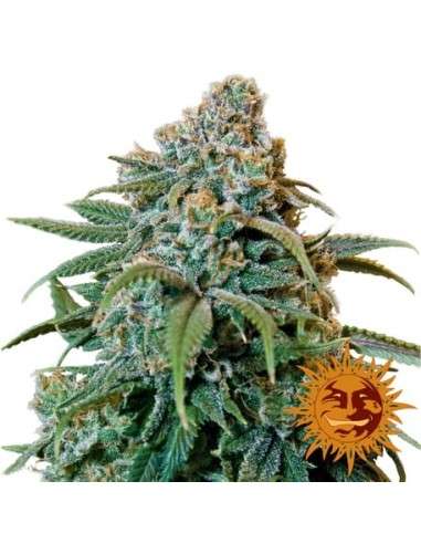 BARNEY’S FARM - Liberty Haze - 5