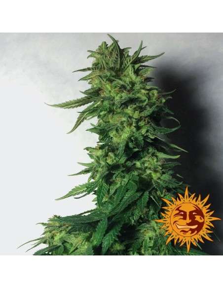 BARNEY’S FARM - LSD - 1