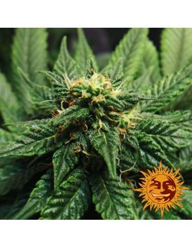 BARNEY’S FARM - LSD - 2