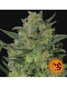 BARNEY’S FARM - LSD - 3