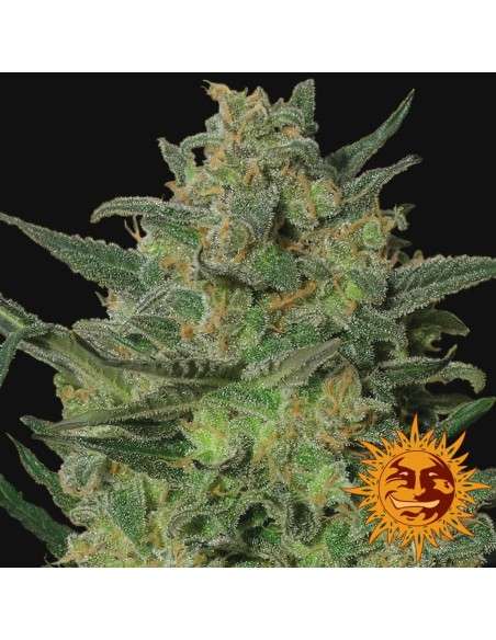 BARNEY’S FARM - LSD - 3